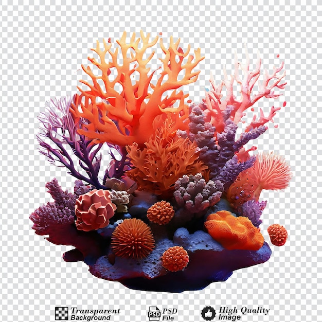 coral reef isolated on transparent background