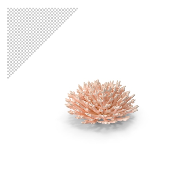 Corals PNG