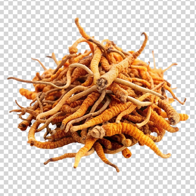 PSD cordyceps sinensis isolated on transparent background