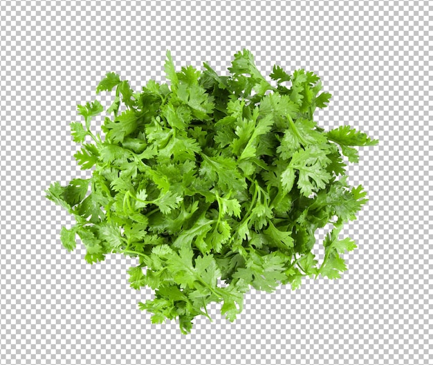 Coriander leaves isolated on alpha layer