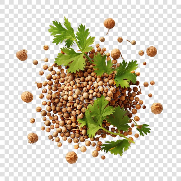 PSD coriander spices realistic isolated on transparent background