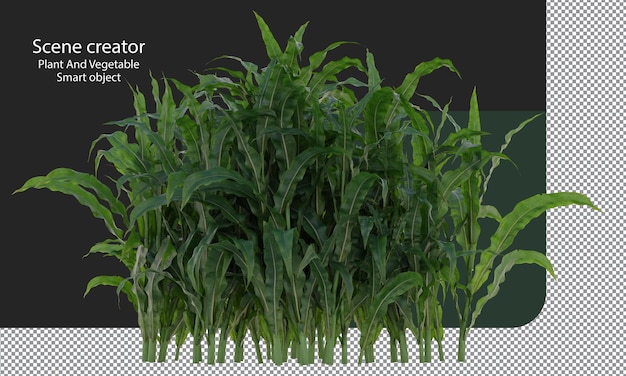 Corn crop, Corn plant, Corn field isolated, A green field of corn clipping path