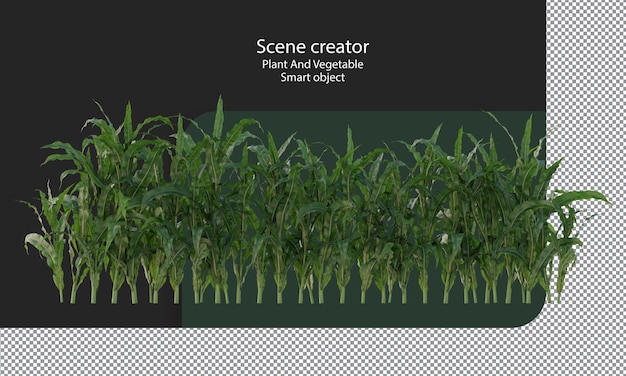 Corn crop, Corn plant, Corn field isolated, A green field of corn clipping path