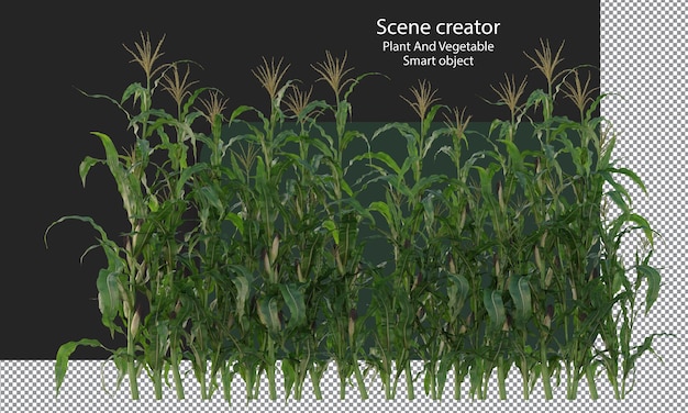 Corn crop, Corn plant, Corn field isolated, A green field of corn clipping path