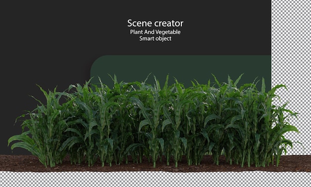 Corn crop field isolated Corn plant clipping path zea plant