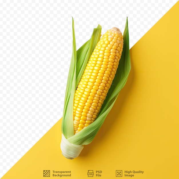 Corn isolated on transparent background with copy space