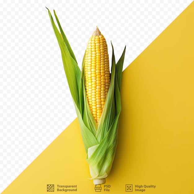 Corn on a transparent background