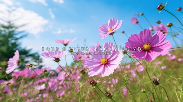 Cosmos flower photos in an outdoor flower garden look gorgeous