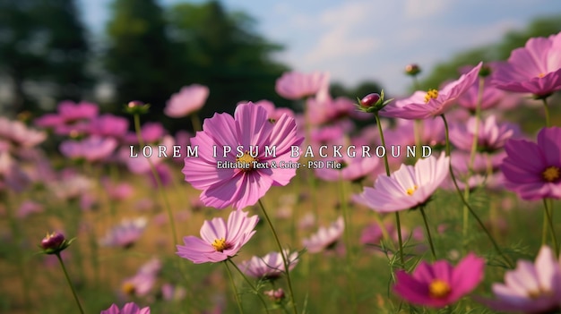 PSD cosmos flower photos in an outdoor flower garden look gorgeous