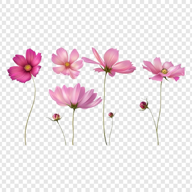 PSD cosmos flower set isolated on transparent background