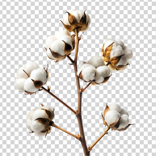 PSD cotton flower branch isolated on transparent background