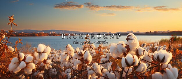 PSD cotton flowers on the shore of the lake at sunset beautiful landscape