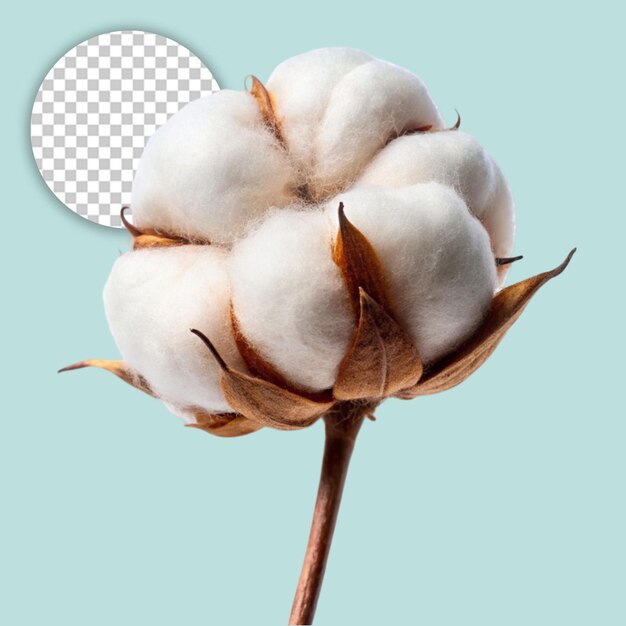 PSD cotton flowers