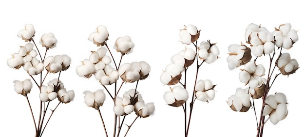 PSD cotton plant cutout