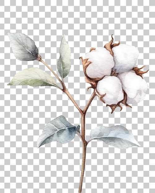 PSD cotton plant isolated on transparent background png