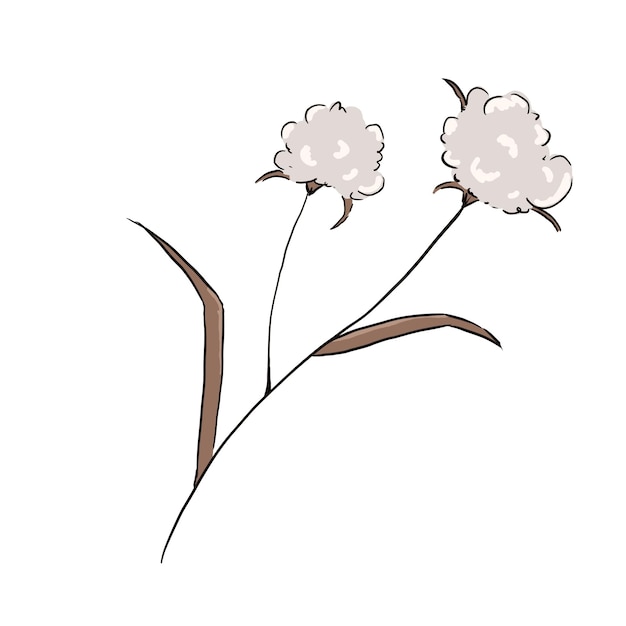 Cotton plant twig with leaves illustration