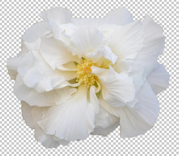 Cotton rose hibiscus flower on isolated transparency background