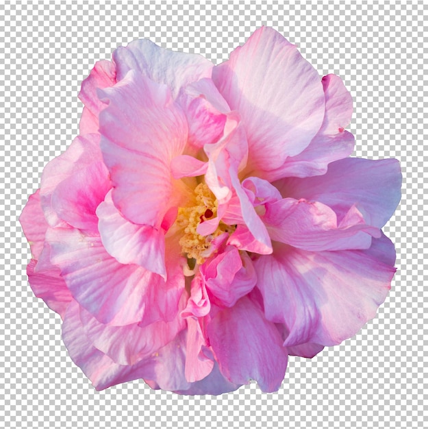 Cotton rose hibiscus flower transparency background