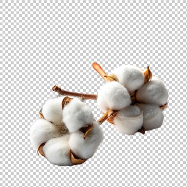 cotton transparent background