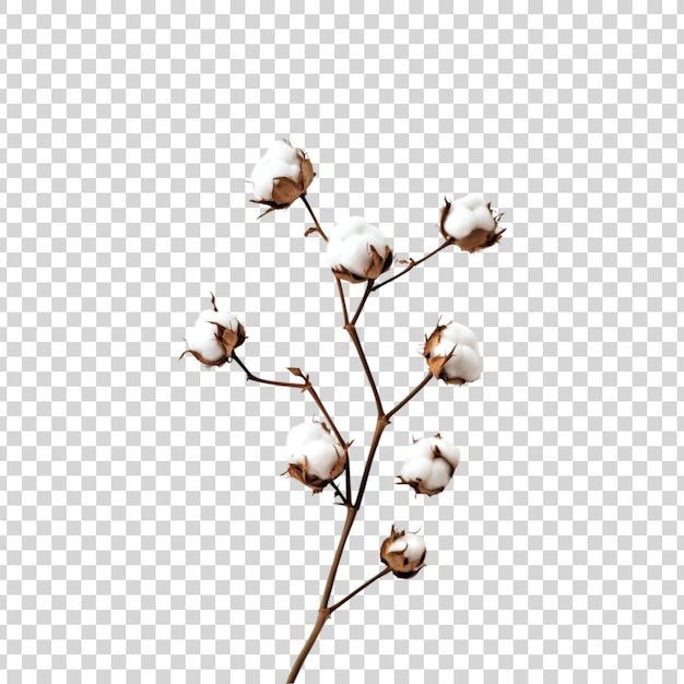 PSD cotton tree isolated on transparent background