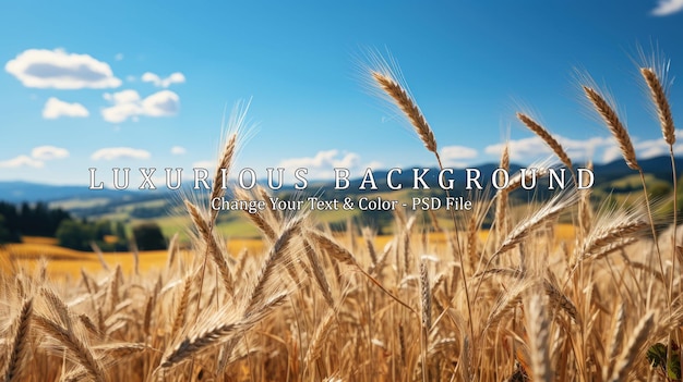 countryside with a wide field of cereals