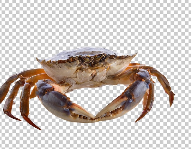 Crab red