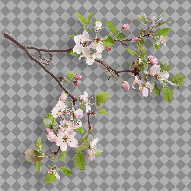 PSD crabapple branch slender and arching with white or pink flow isolated tree branch on clean bg