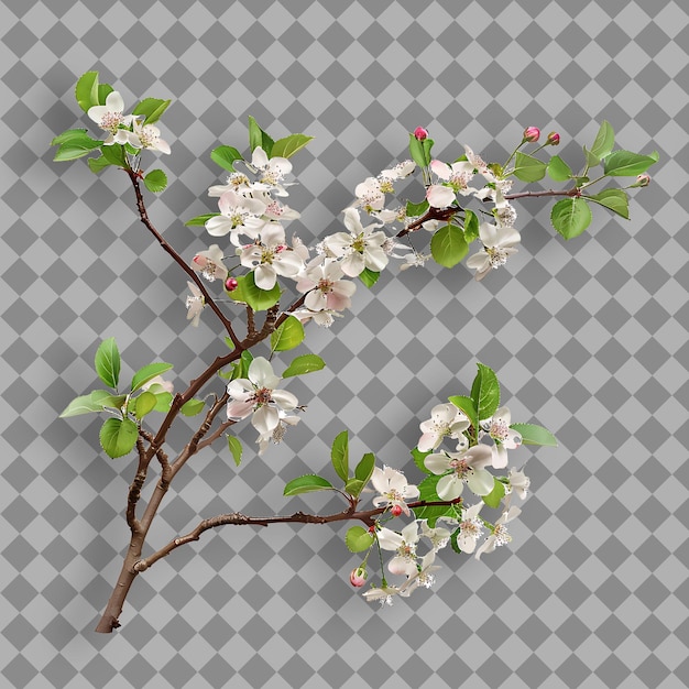 PSD crabapple branch slender and arching with white or pink flow isolated tree branch on clean bg