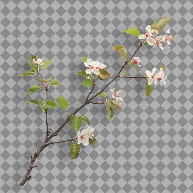 PSD crabapple branch tall and spreading with rough bark small le isolated tree branch on clean bg