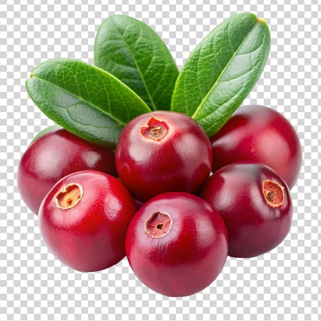 Cranberries Isolated on transparent background