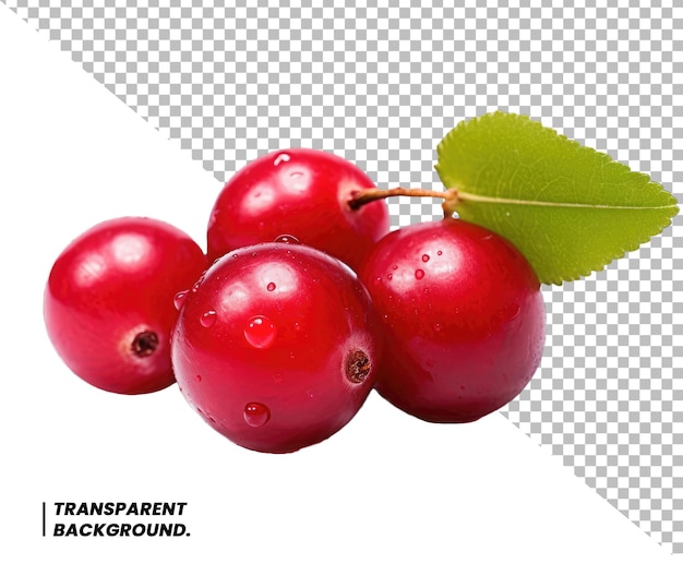 Cranberry Heap of berries with leaves isolated