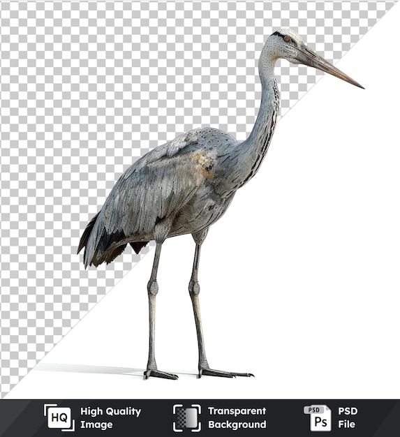 crane with long beak thin legs black and gray wings dark shadow on transparent background