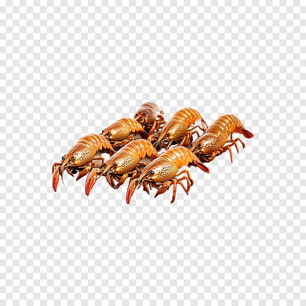 PSD crayfish isolated on a transparent background