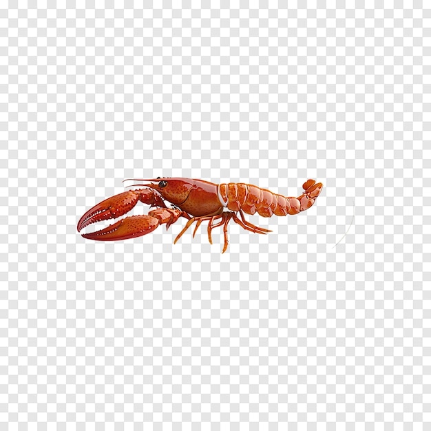 PSD crayfish isolated on a transparent background