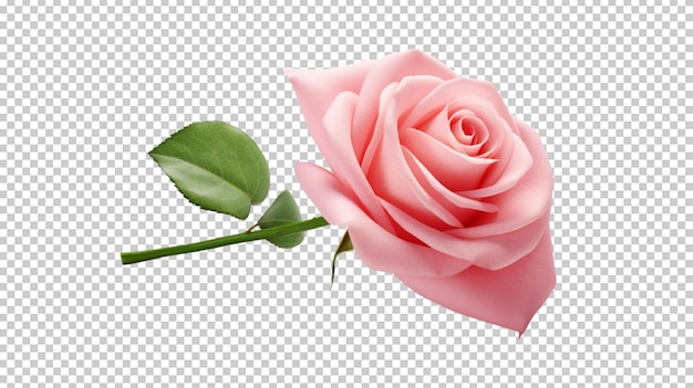 Create A High quality a fresh pink rose on white background