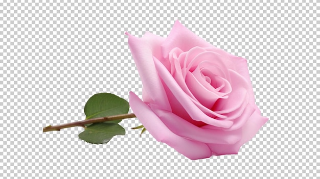 Create A High quality a fresh pink rose on white background