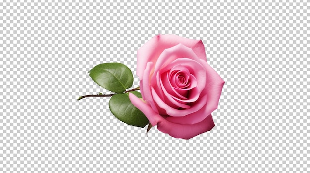 Create A High quality a fresh pink rose on white background