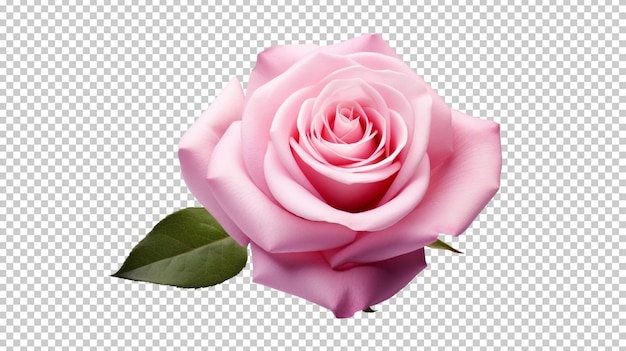 Create A High quality a fresh pink rose on white background