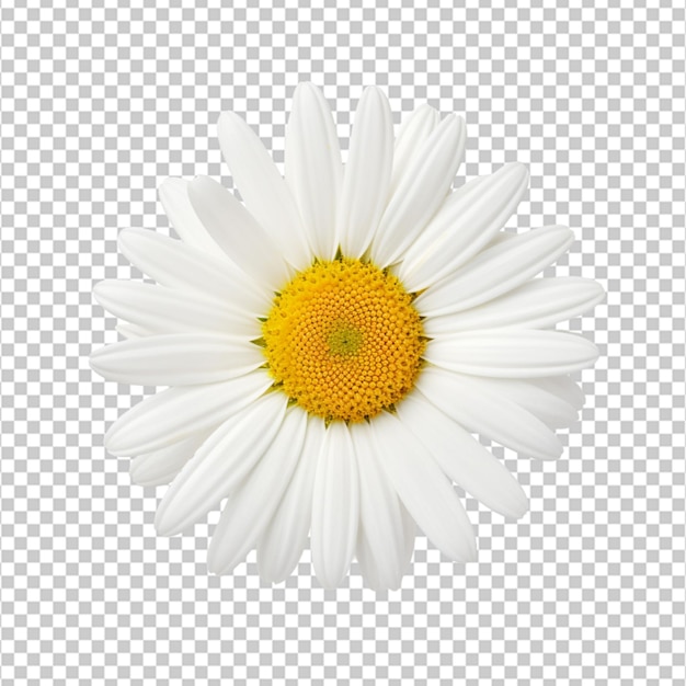 Create A High Quality A Fresh White daisy flower on white background