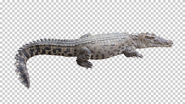 Crocodile isolated