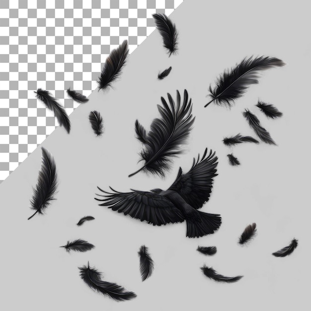 PSD crow feathers falling in air isolated on transparen