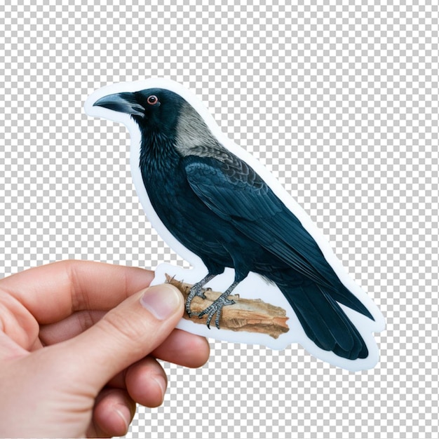 PSD crow sticker of a black crow isolated on transparent background