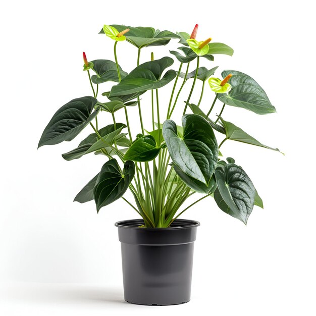 PSD cut_out_black_box_potted_tree_anthurium_plant archviz psd