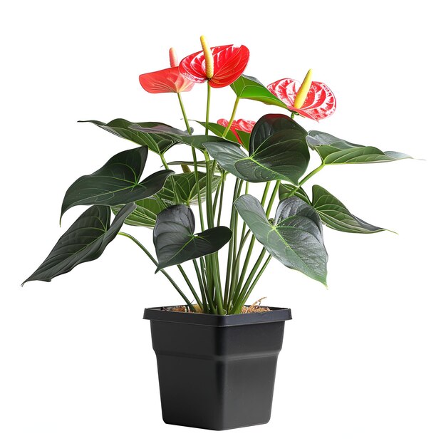 PSD cut_out_black_box_potted_tree_anthurium_plant archviz psd