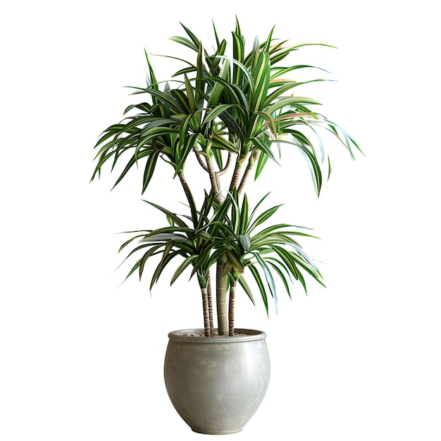 PSD cut_out_potted_flower_dracaena_marginata_plant archviz psd