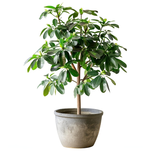 Cut_out_potted_schefflera_arboricola_plant archviz psd