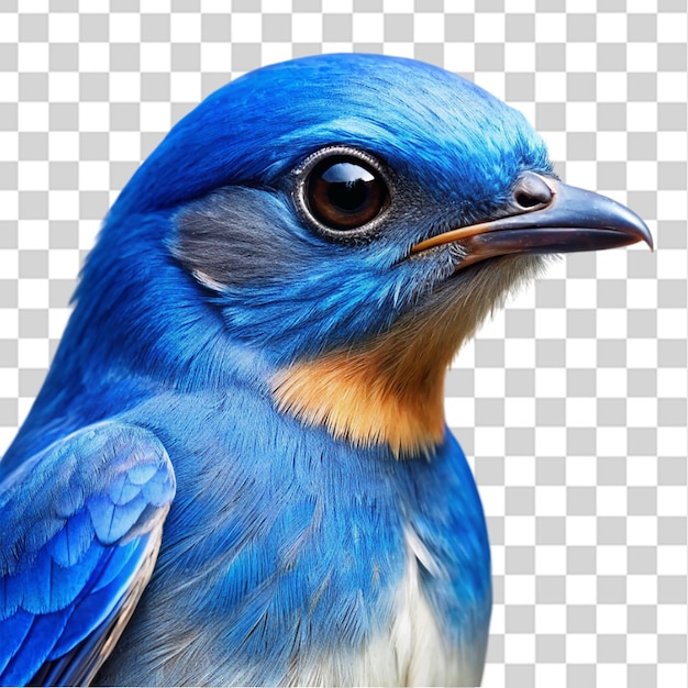 PSD cute blue bird portrait isolated on transparent background