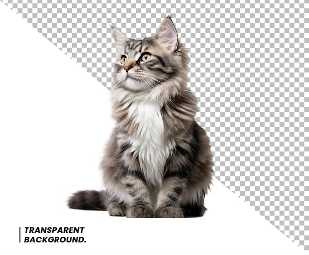 Cute Cat PSD Transparent Background