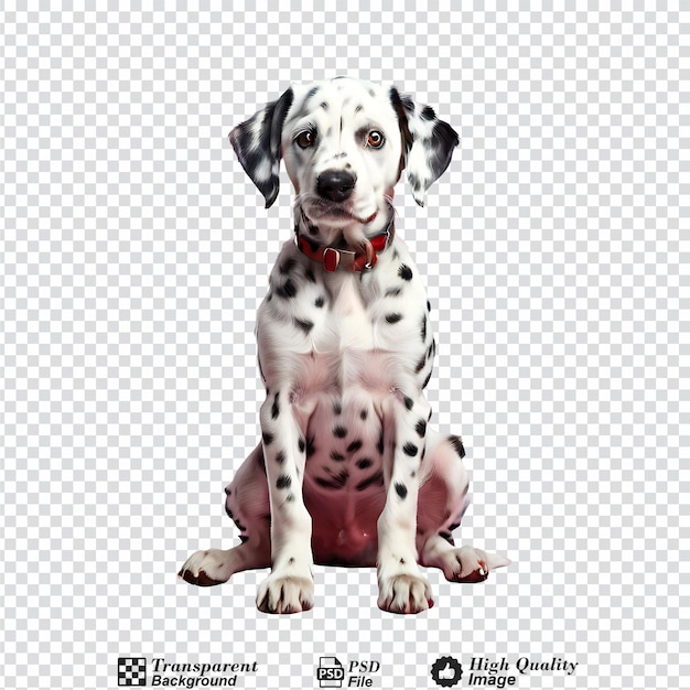 cute dalmatian sitting isolated on transparent background