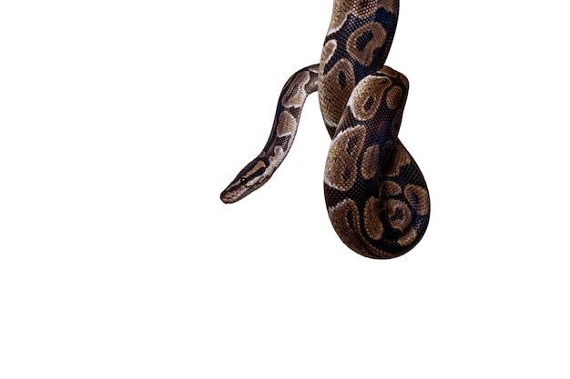 Cute snake pet portrait